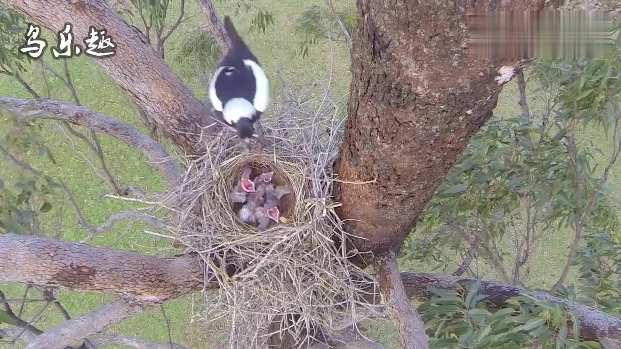 母鸟育雏:花喜鹊育雏,鸟窝里3只幼鸟张开大嘴,像3朵漂亮的花!