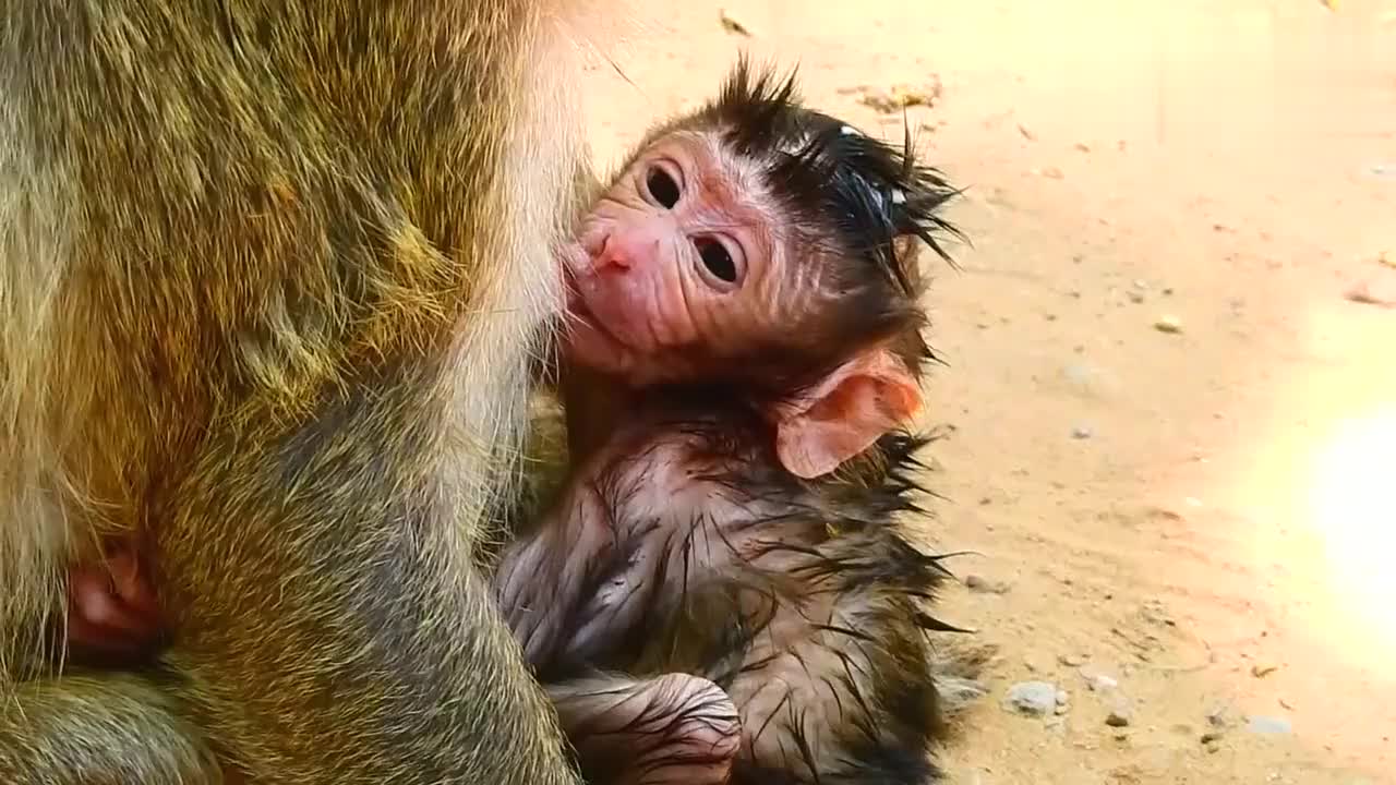 刚出生的猴儿喝着奶,好奇的看着摄像头,真是超级呆萌的小老头