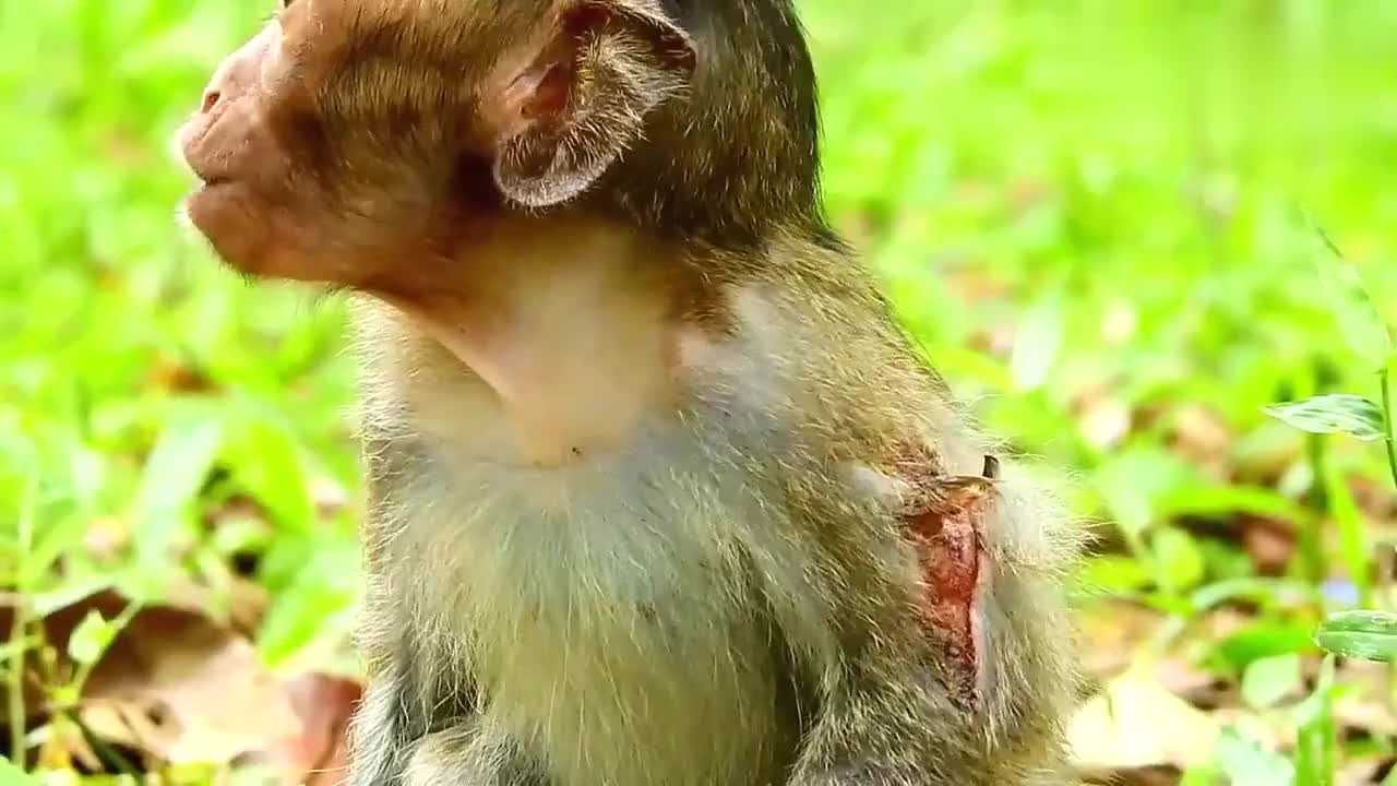 受伤的小猴呼唤妈妈,妈妈最后找到了小猴,真是太好了