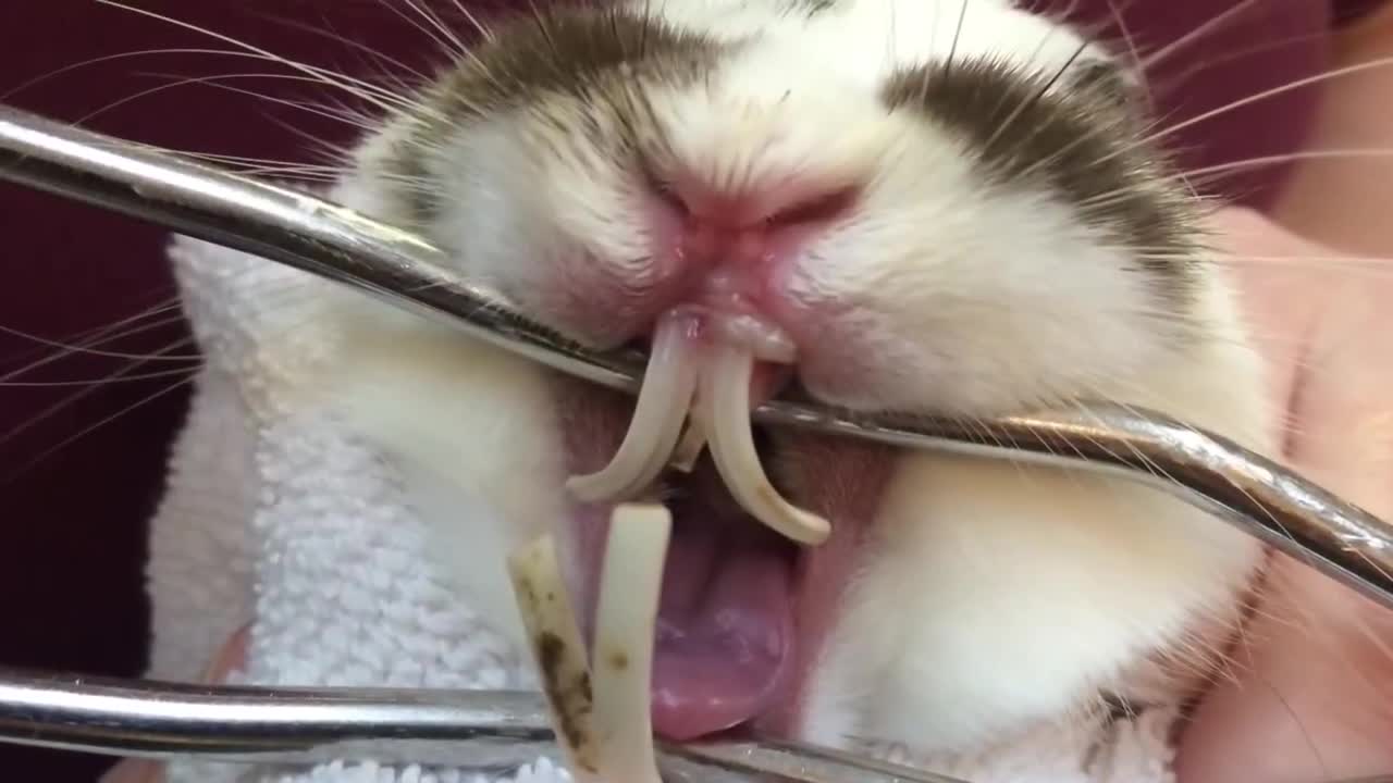 兔子急了会咬人是真的吗镜头记录全过程!