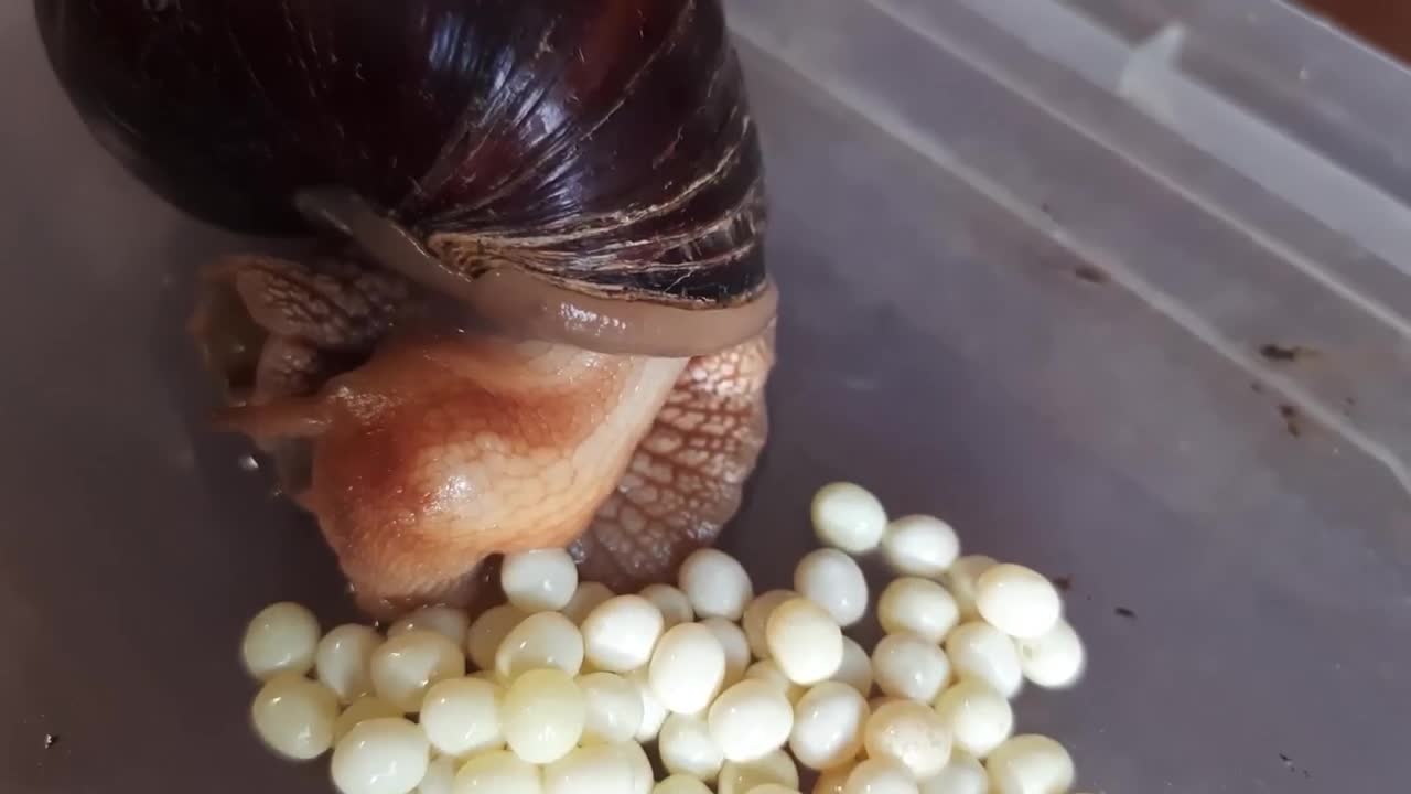 蜗牛产出的白色鱼子酱,一斤就要上万块!