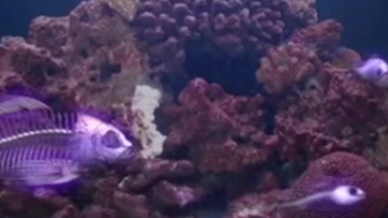 身子只剩下骨头，鱼儿却还能在水中游动，<a href=