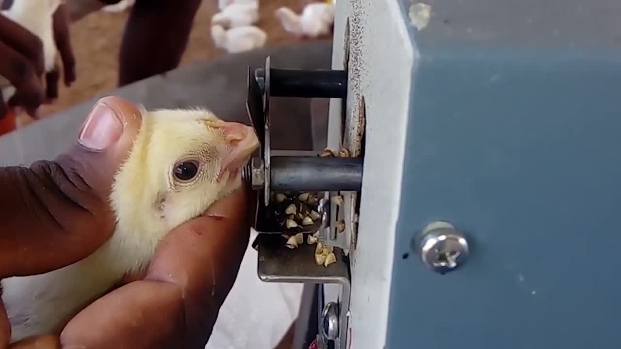 小鸡被逼断喙,烧红的铁片直接切断鸡嘴