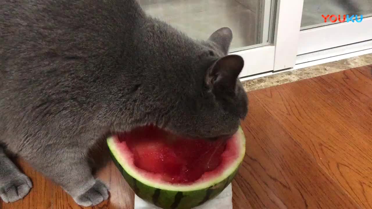 超级可爱的小萌猫吃西瓜, 粉粉的舌头一舔一舔的|猫_新浪新闻