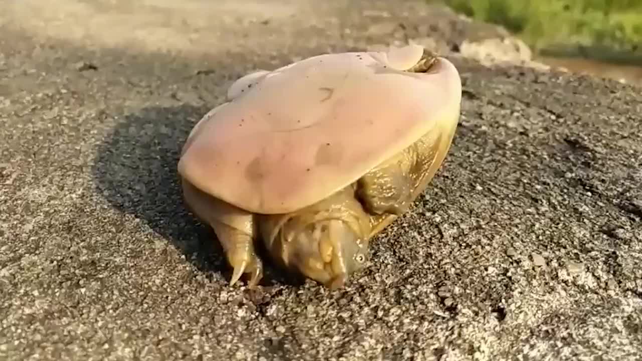 乌龟只要一翻身,就会造成窒息而亡?专家一语道出真相_新浪新闻