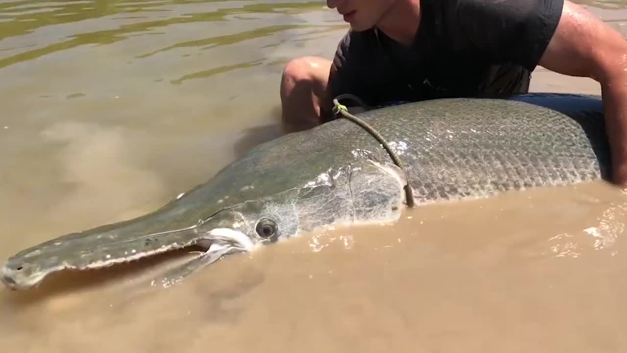美国为了消灭亚洲鲤鱼引入鳄雀鳝帮忙