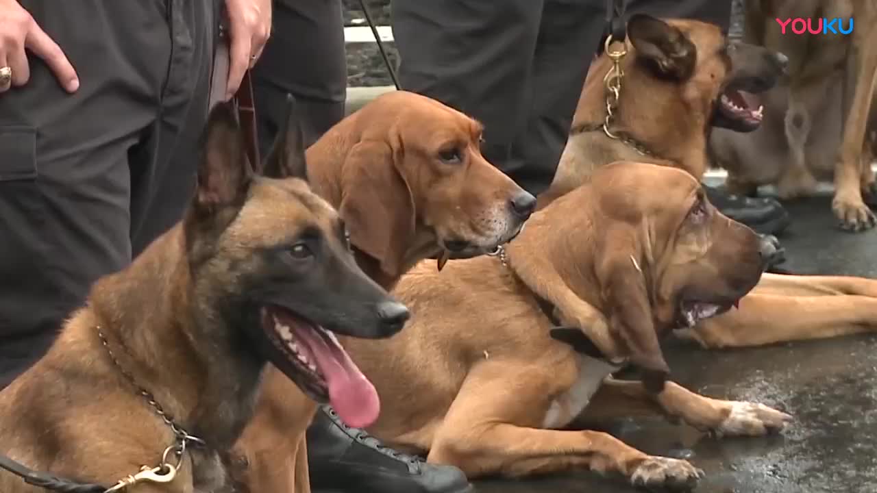 英国退役警犬被集体安乐死主人不舍却只能默默流泪