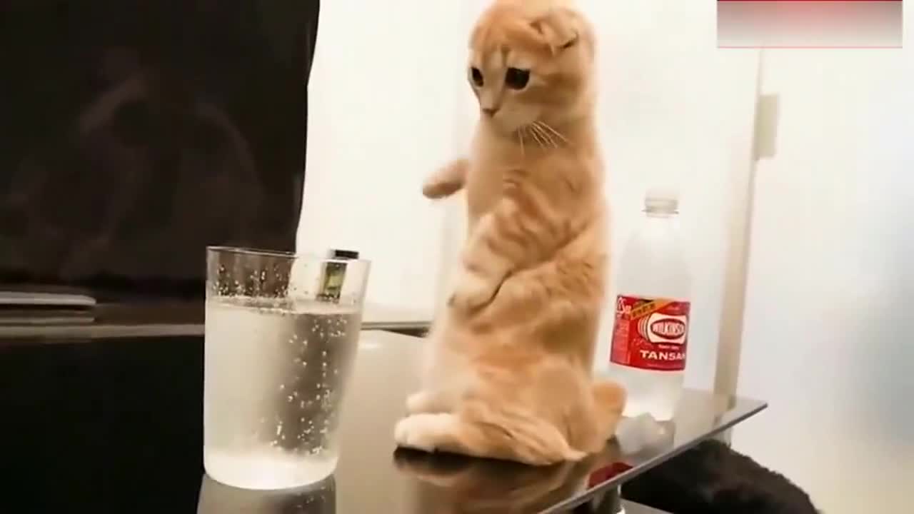 当猫咪第一次看到汽水时，猫：诶，它居然会冒泡！