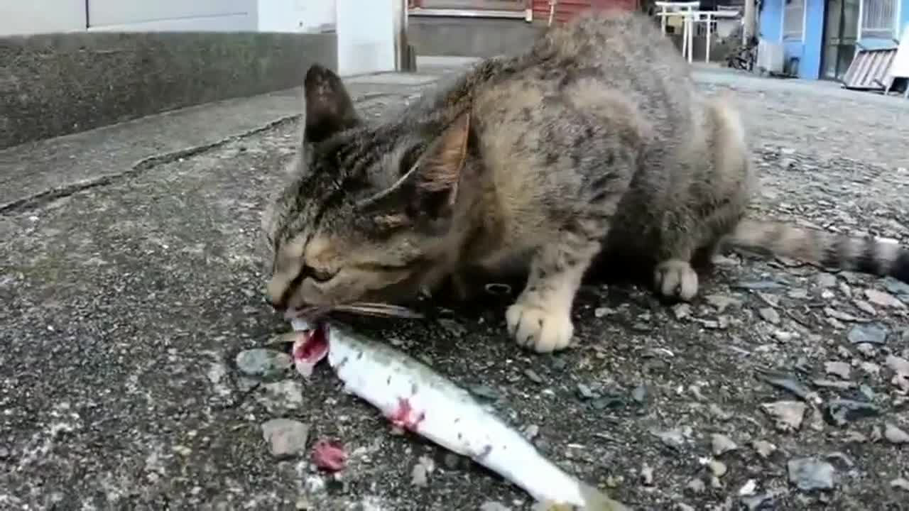 流浪狸花猫捡到一条鱼，一只小猫过来想吃点，一口都不给