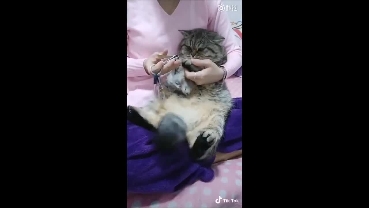 主人帮猫剪指甲它乖乖配合着还摇着尾巴