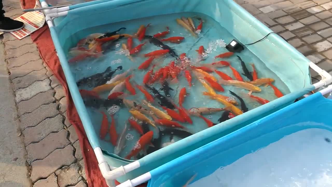 探访农村集市上的金鱼多种多样引来众多人前来