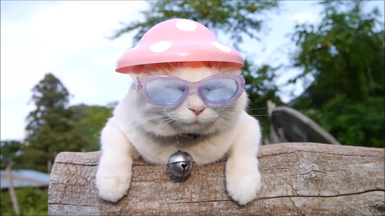 太酷了猫咪戴着帽子和太阳镜晒太阳生活惬意