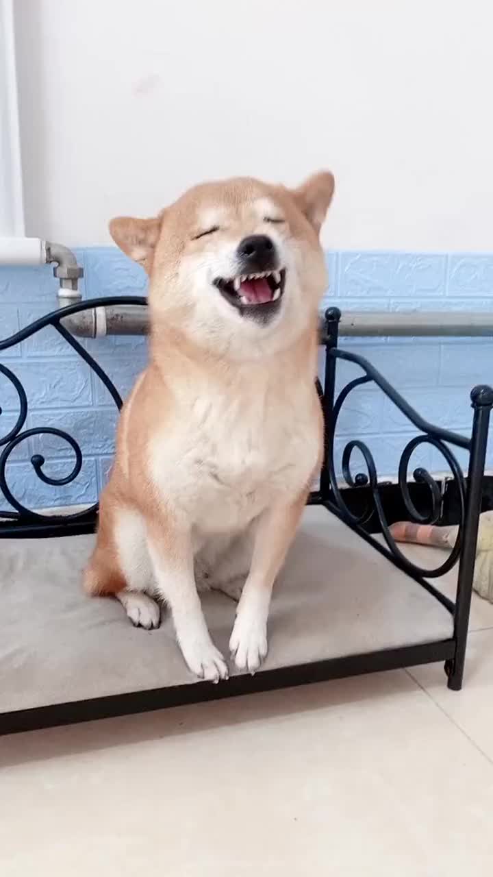 狗子听到音乐,兴奋的不行,小舞步说来就来!