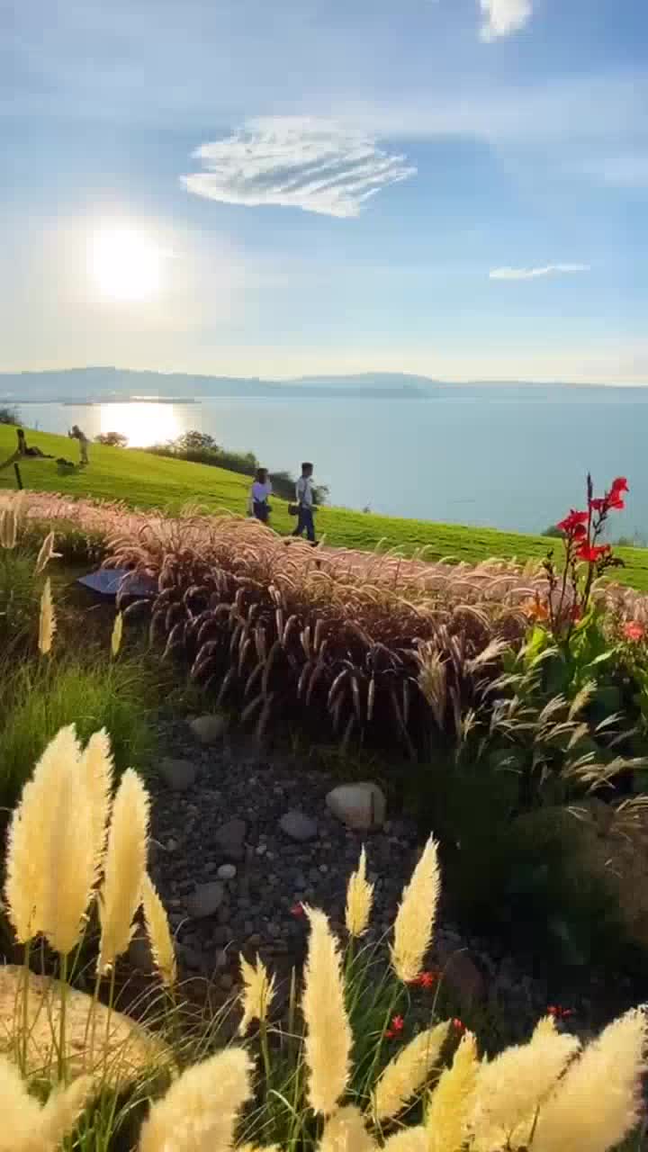 歌声灿若星辰云菲菲秋天的玫瑰洋洋盈耳