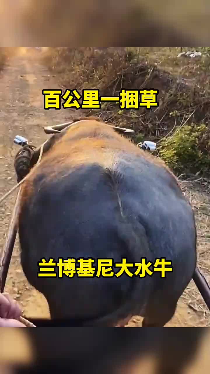 兰博基尼大水牛，百公里一捆草！