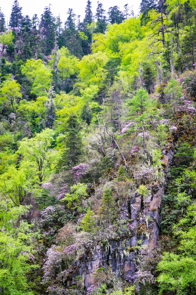 悬崖峭壁上,高山杜鹃玉树临风,凌空绽放,这个杜鹃花王国,随时都能给人