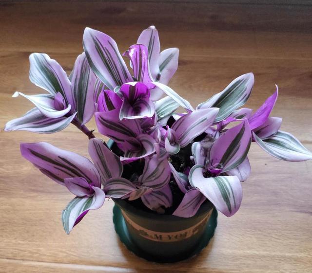 油画婚礼吊兰皮实好养五彩斑斓叶子美的让人陶醉