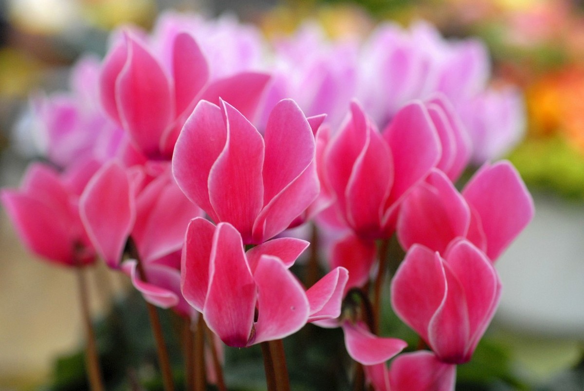 3种家养"女神花",开花漂亮有香味,名字优雅能爆盆,品质上佳