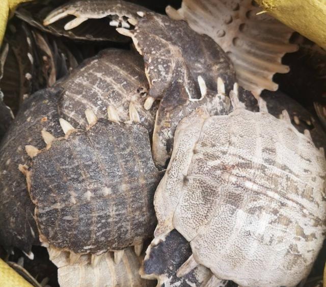 为什么有人吃农村大席要把老鳖盖收走老鳖盖有什么用