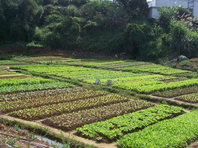 农村自留地归谁 农村宅基地和自留地属于谁