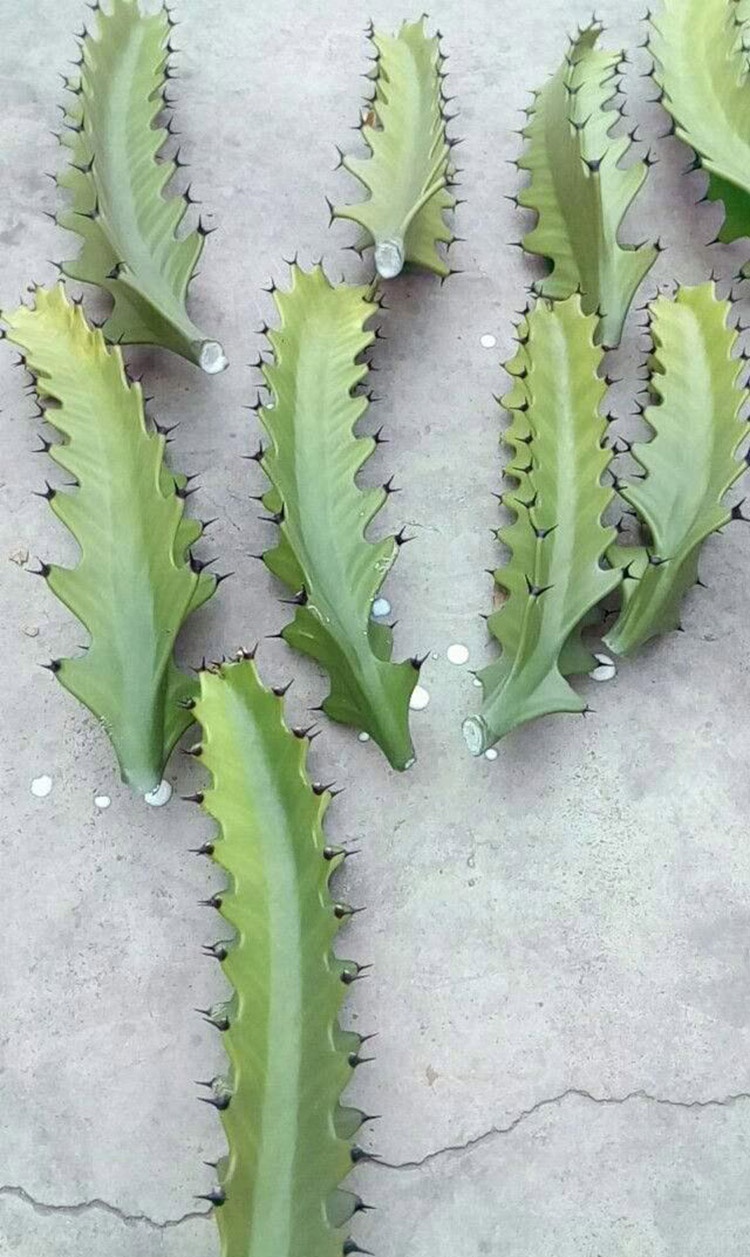 2个大窍门扦插龙骨棒3年窜屋顶九柱龙镇宅又强壮