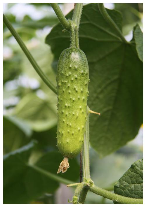 秋黄瓜栽种最佳时间是什么时候?怎样栽种更合理?__财经头条