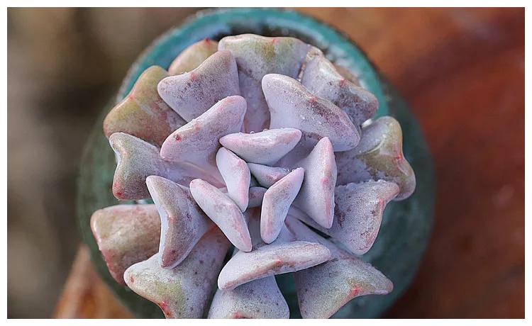 多肉丘比特,叶片粉紫色,自带小爱心,很难不让人一见倾心|丘比特|叶片