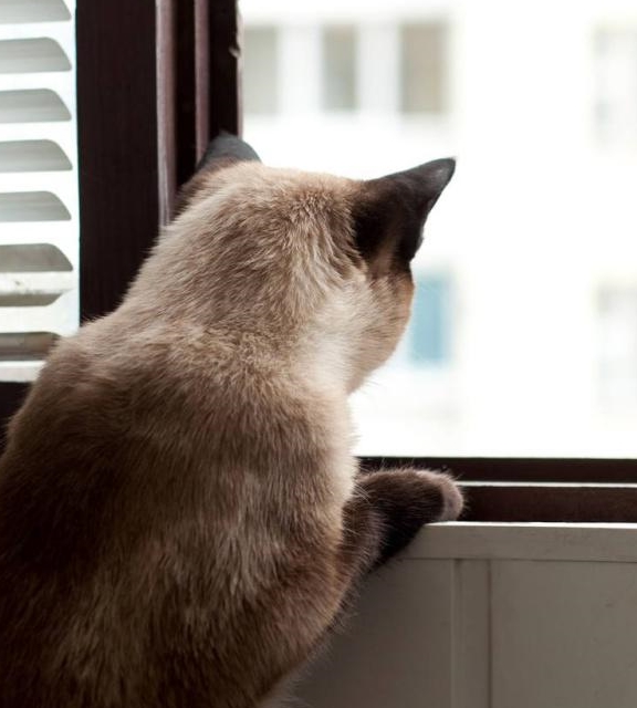 猫咪既高冷又很孤独,主人如果不好好陪伴,猫咪会很伤心