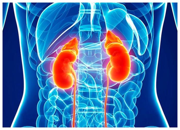 中医简述,腰部"肾之府",肾脏是身体最主要的排毒器官之一,它有着调谐