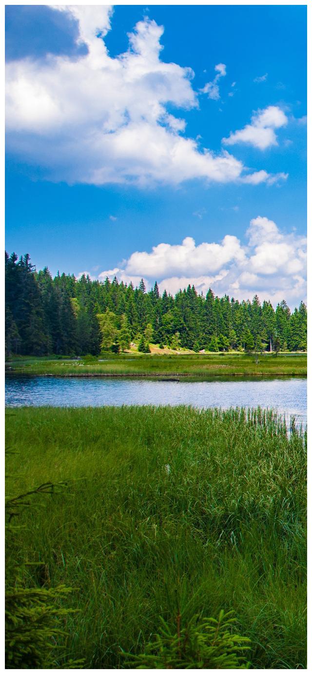 全面屏壁纸青翠森林郁郁葱葱