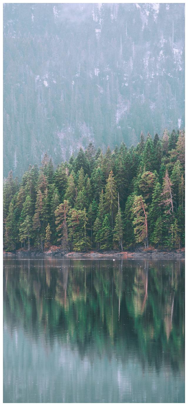 全面屏壁纸青翠森林郁郁葱葱