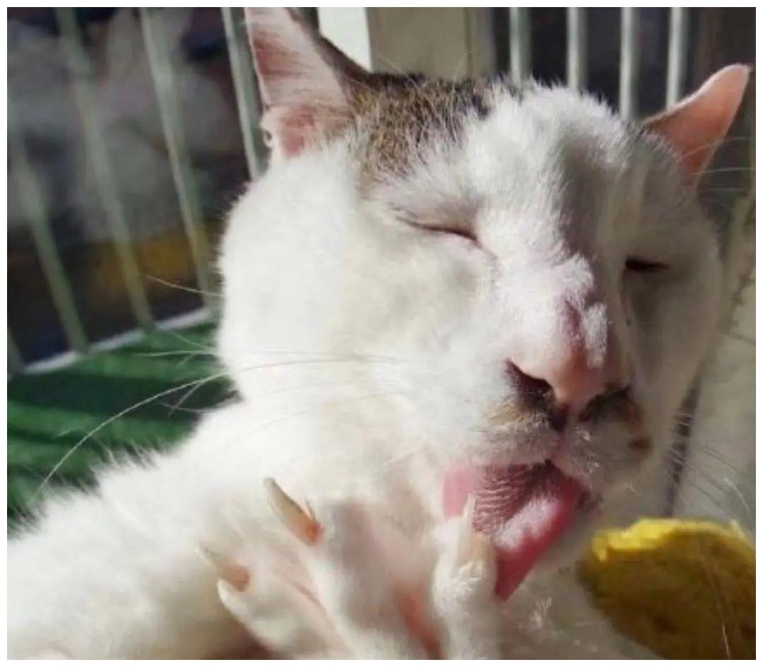 丑猫大赛刷爆热搜惹网友围观笑死长得越像人的越丑