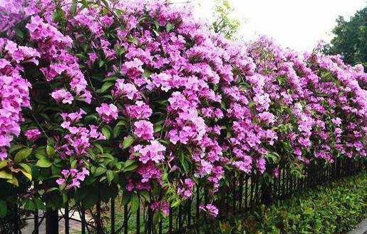 蒜香藤开花少老花农有妙招花开上百朵1年能爬2米高