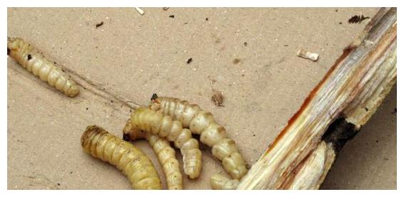 树里的精华您敢吃吗看看怎么吃树虫营养价值极高价值不菲