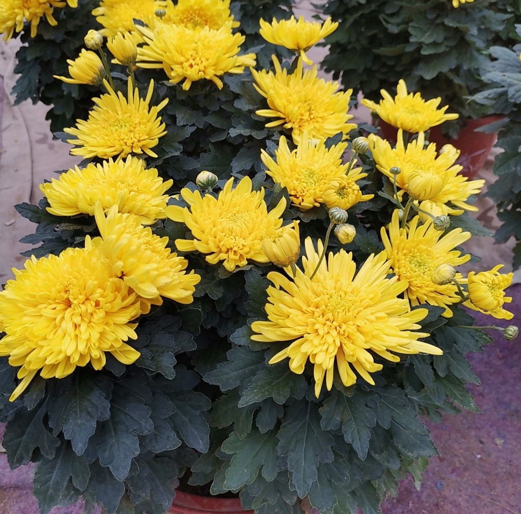 菊花正在生长花苞4个关键点做好了花朵开得又大又漂亮