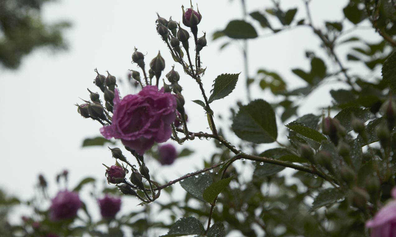 朵朵精神叶叶柔 雨晴香拂醉人头 来看雨后蔷薇万点娇 朵朵精神叶叶柔 雨晴香拂醉人头 来看雨后蔷薇万点娇