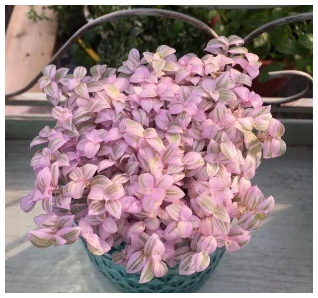 叶子美得像油画的胭脂云,养好了每一盆都是高颜值!