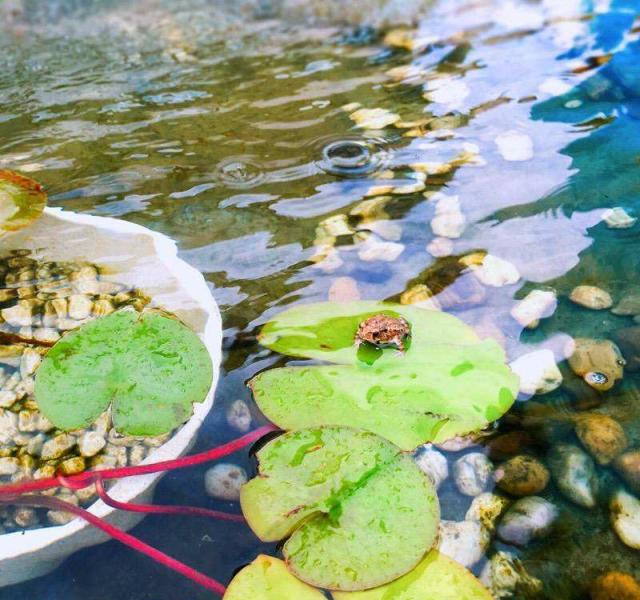 睡莲里的青苔对生长有影响吗？怎样去除？休闲区蓝鸢梦想 - Www.slyday.coM