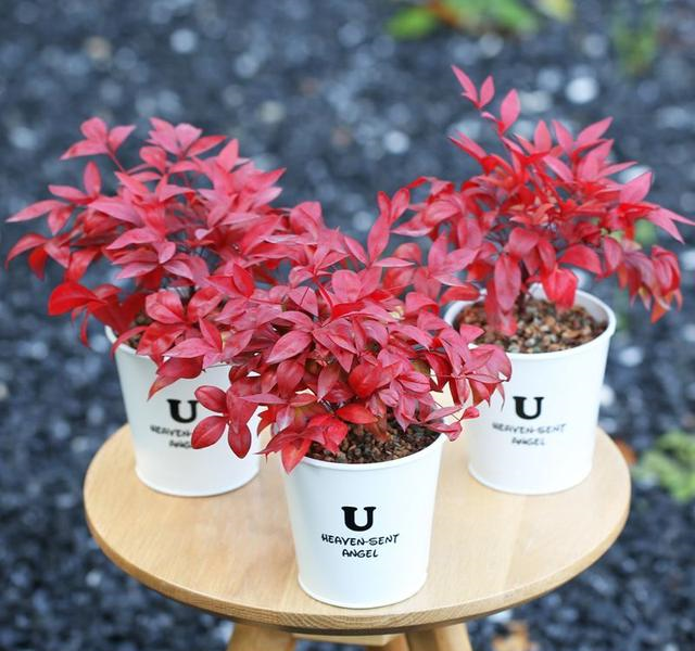 这3种“花”，比兰花漂亮，比绿萝好养，冬季照样开爆盆，超棒！休闲区蓝鸢梦想 - Www.slyday.coM