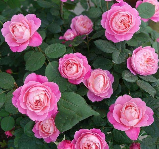 月季盆栽梦光环样貌出众颜值高香气迷人气质佳你值得拥有