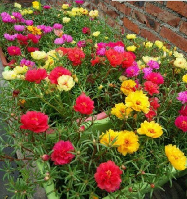 非常美的几款花卉开花漂亮花期长