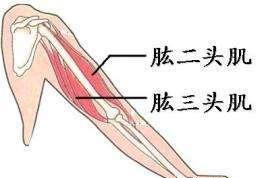 手臂拜拜肉晃动不已？两个动作教你高效燃脂，和拜拜肉说拜拜休闲区蓝鸢梦想 - Www.slyday.coM