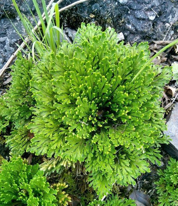 "野草",农村山上背阴面有很多,一棵能卖上百元_高清图集_新浪网