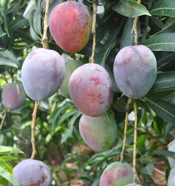 辰颐物语攀枝花吉禄彩虹芒果芒果界的颜值担当