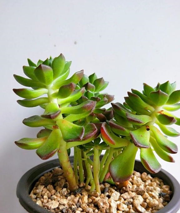 "蒂亚"摇身一变长成"高塔",多肉徒长怎么办?