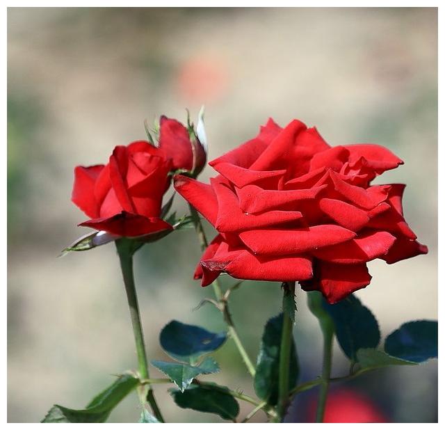 9月2日运势 白羊座进退有据狮子座更加实际射手座暗自神伤 狮子座 星座 命宫 新浪新闻