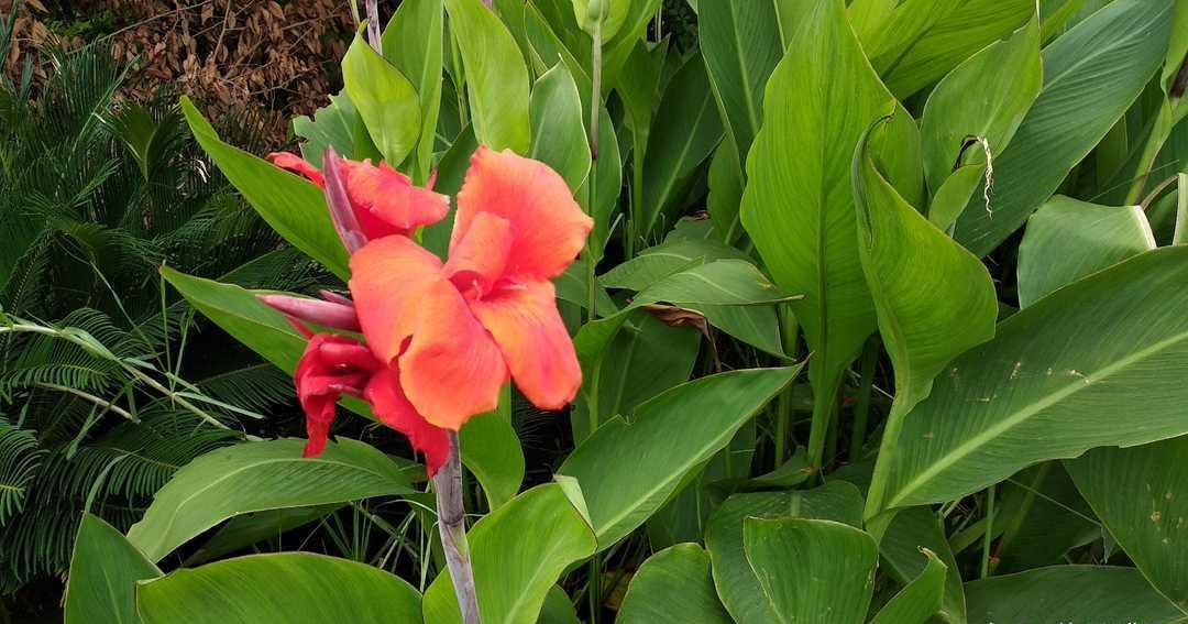 观花昆明02 从山桃草开始 财经头条