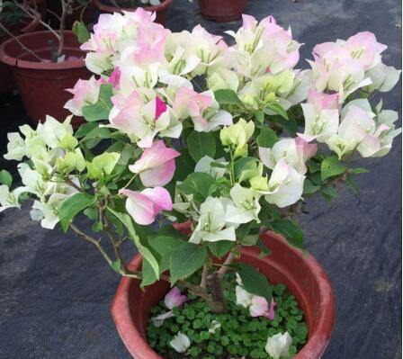 养三角梅,做到“3多、1控”,开完一茬又茬,一茬比一茬开得多休闲区蓝鸢梦想 - Www.slyday.coM 养三角梅,做到“3多、1控”,开完一茬又茬,一茬比一茬开得多休闲区蓝鸢梦想 - Www.slyday.coM