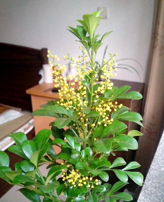 盆栽米兰花有三喜和三怕掌握了叶子绿油油开出朵朵小黄花