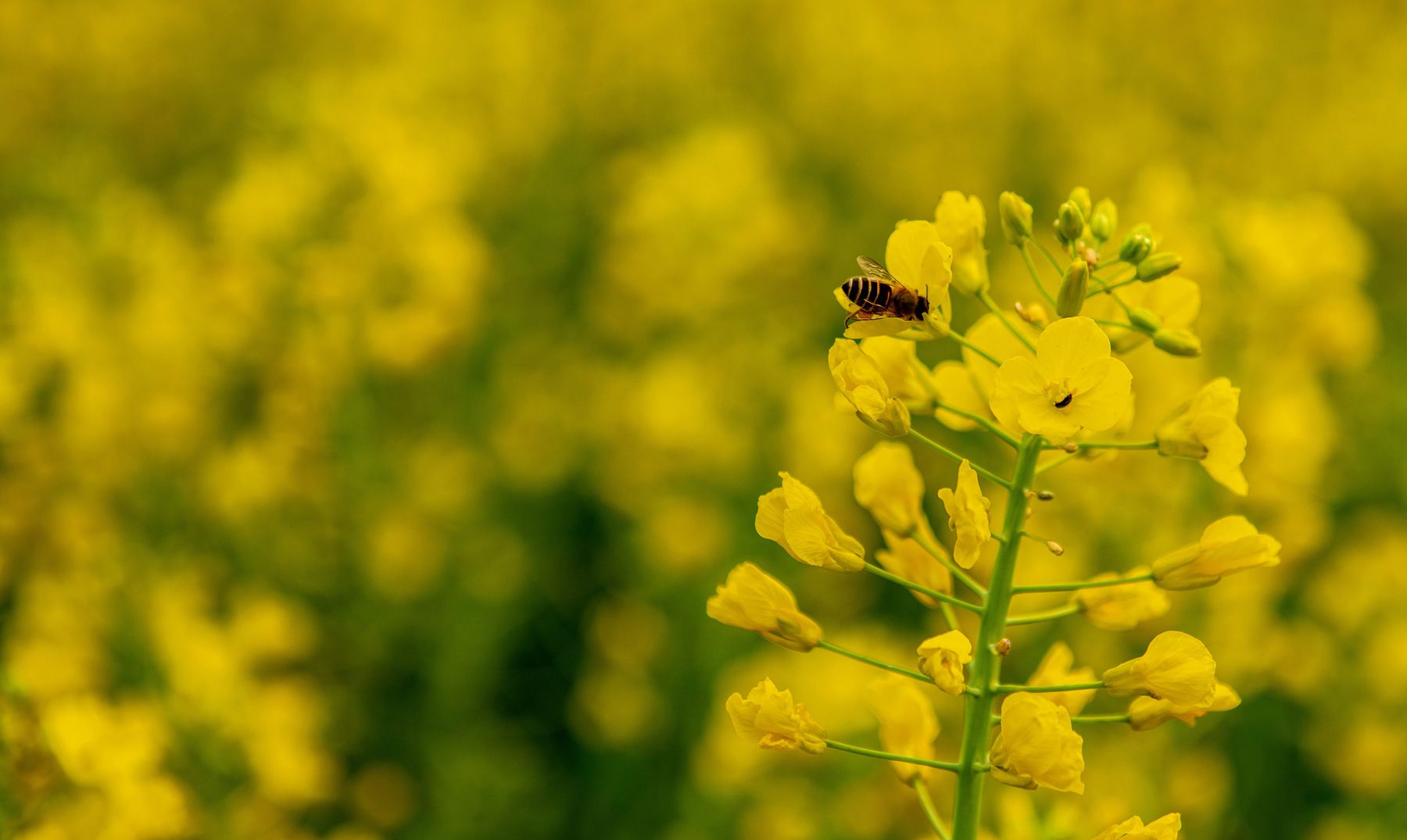 春游蓝田县鹿走沟村 田园风光惹人醉